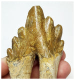 T60 - Rare Huge 3.30 Inch Basilosaurus (Whale Ancestor) Molar Rooted Tooth