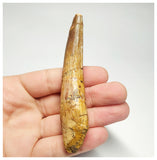 T100 - Large 3.74 Inch Spinosaurus Dinosaur Tooth Upper Cretaceous KemKem Beds