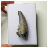 S2 - Rare Eocarcharia dinops Dinosaur Tooth - Cretaceous Elrhaz Fm Tenere Desert