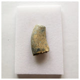 J44- Rare Eocarcharia dinops Dinosaur Tooth - Cretaceous Elrhaz Fm Tenere Desert