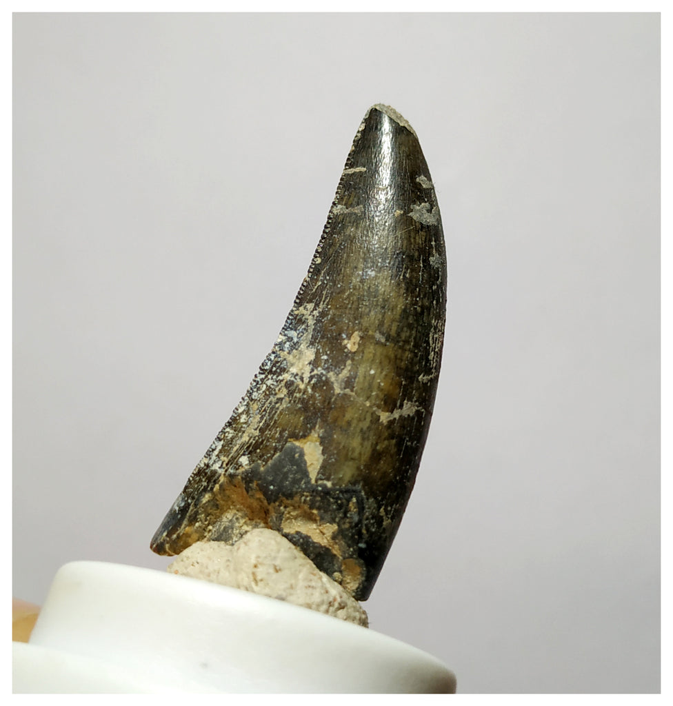 H6 - Eocarcharia dinops Dinosaur Tooth - Cretaceous Elrhaz Fm Tenere Desert