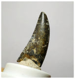H6 - Eocarcharia dinops Dinosaur Tooth - Cretaceous Elrhaz Fm Tenere Desert