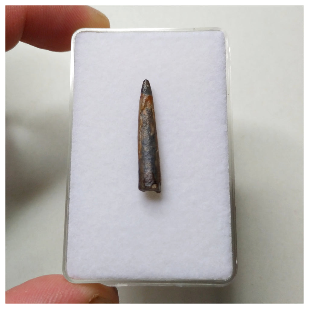 S56 - Top Rare Nigersaurus taqueti Sauropod Dinosaur Tooth Cretaceous Elrhaz Fm