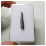 S56 - Top Rare Nigersaurus taqueti Sauropod Dinosaur Tooth Cretaceous Elrhaz Fm