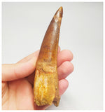 T95 - Huge 4.56 Inch Spinosaurus Dinosaur Tooth Upper Cretaceous KemKem Beds