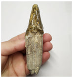 T141 - Rare Huge 3.93 Inch Basilosaurus (Whale Ancestor) Molar Rooted Tooth