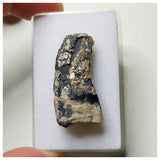 S58- Rare Afrovenator abakensis Megalosaurid Dinosaur Tooth Jurassic Tiouraren Fm