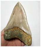 T129 - Insane Huge Serrated 5.51'' Megalodon Tooth from Rare Indonesia Location
