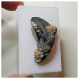 S34 - Ouranosaurus nigeriensis Basal Hadrosaur Dinosaur Rooted Tooth Cretaceous Elrhaz Fm
