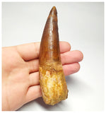 T95 - Huge 4.56 Inch Spinosaurus Dinosaur Tooth Upper Cretaceous KemKem Beds