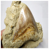 T117 - Finest Quality Serrated 4.44'' Megalodon Tooth in Matrix Indonesia Location