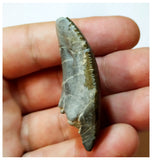 H24 -Exceedingly Rare Unidentified Basal Iguanodontian Dinosaur Tooth - Cretaceous Elrhaz Fm