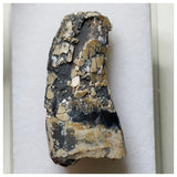 S58- Rare Afrovenator abakensis Megalosaurid Dinosaur Tooth Jurassic Tiouraren Fm