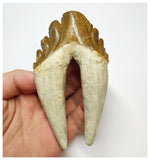 T59 - Rare Huge 4.21 Inch Basilosaurus (Whale Ancestor) Molar Rooted Tooth