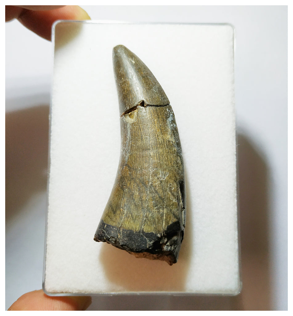 H4 - Rare Eocarcharia dinops Carcharodontosaurid Dinosaur Tooth - Elrhaz Fm