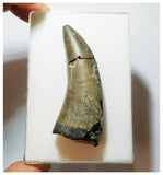 H4 - Rare Eocarcharia dinops Carcharodontosaurid Dinosaur Tooth - Elrhaz Fm