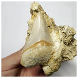T126 - Finest Quality Serrated 2.55'' Megalodon Tooth in Matrix Indonesia Location