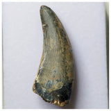 S2 - Rare Eocarcharia dinops Dinosaur Tooth - Cretaceous Elrhaz Fm Tenere Desert