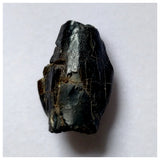 S19 - Top Rare Unidentified Basal Sauropod Dinosaur Tooth Jurassic Tenere Desert