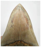 T129 - Insane Huge Serrated 5.51'' Megalodon Tooth from Rare Indonesia Location