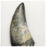 T2- Nicely Serrated Eocarcharia dinops Dinosaur Tooth - Cretaceous Elrhaz Fm Tenere Desert