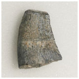 J27- Rare Eocarcharia dinops Dinosaur Tooth - Cretaceous Elrhaz Fm Tenere Desert