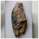 S59- Rare Afrovenator abakensis Megalosaurid Dinosaur Tooth Jurassic Tiouraren Fm