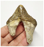 T142 - Rare Huge 3.14 Inch Basilosaurus (Whale Ancestor) Molar Rooted Tooth