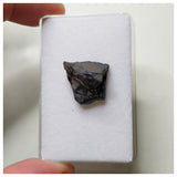 S53 - Ouranosaurus nigeriensis Basal Hadrosaur Dinosaur Tooth Cretaceous Elrhaz Fm