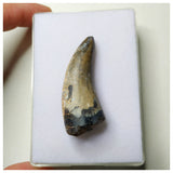 S2 - Rare Eocarcharia dinops Dinosaur Tooth - Cretaceous Elrhaz Fm Tenere Desert