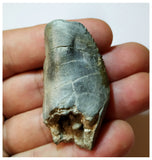 H24 -Exceedingly Rare Unidentified Basal Iguanodontian Dinosaur Tooth - Cretaceous Elrhaz Fm