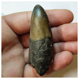 H43 - Huge Rooted Sarcosuchus imperator Crocodile Tooth Lower Cretaceous Elrhaz Fm