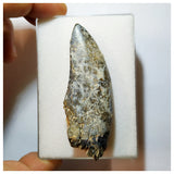 H14 - Eocarcharia dinops Dinosaur Tooth - Cretaceous Elrhaz Fm Tenere Desert