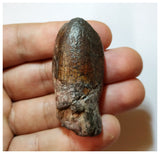 H21 - Nicely Preserved Jobaria Sauropod Dinosaur Tooth Jurassic Tiouraren Fm