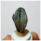 H29 -Exceedingly Rare Unidentified Basal Iguanodontian Dinosaur Tooth - Cretaceous Elrhaz Fm