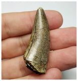 T5 - Finest Grade Afrovenator abakensis Megalosaurid Dinosaur Tooth Jurassic Tiouraren Fm