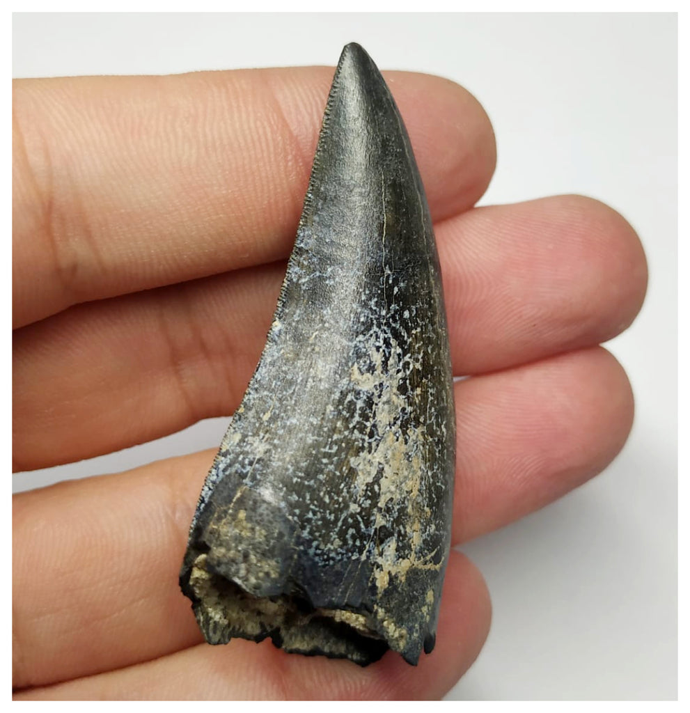T2- Nicely Serrated Eocarcharia dinops Dinosaur Tooth - Cretaceous Elrhaz Fm Tenere Desert