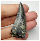 T2- Nicely Serrated Eocarcharia dinops Dinosaur Tooth - Cretaceous Elrhaz Fm Tenere Desert