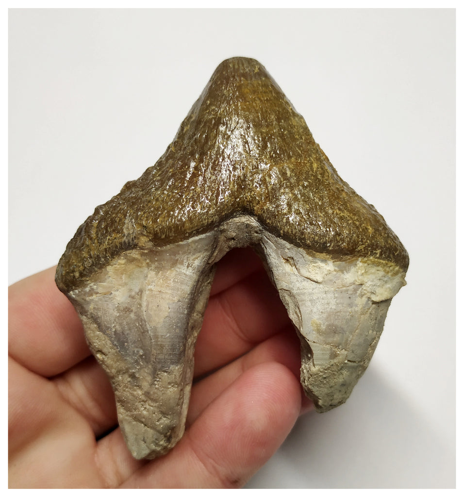 T142 - Rare Huge 3.14 Inch Basilosaurus (Whale Ancestor) Molar Rooted Tooth