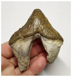 T142 - Rare Huge 3.14 Inch Basilosaurus (Whale Ancestor) Molar Rooted Tooth