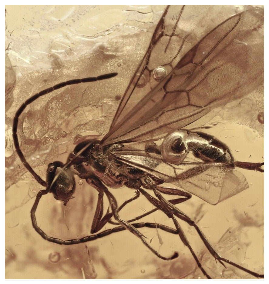 J55 - Great WINGED ANT & FLY Fossil Inclusion Genuine BALTIC AMBER + HQ Picture