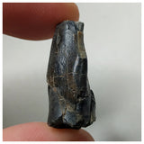 S19 - Top Rare Unidentified Basal Sauropod Dinosaur Tooth Jurassic Tenere Desert