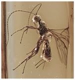 J53 - Great WASP Hymenoptera Fossil Inclusion Genuine BALTIC AMBER + HQ Picture