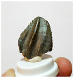 H27 -Exceedingly Rare Unidentified Basal Iguanodontian Dinosaur Tooth - Cretaceous Elrhaz Fm