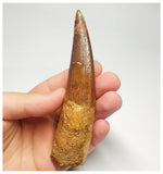 T95 - Huge 4.56 Inch Spinosaurus Dinosaur Tooth Upper Cretaceous KemKem Beds
