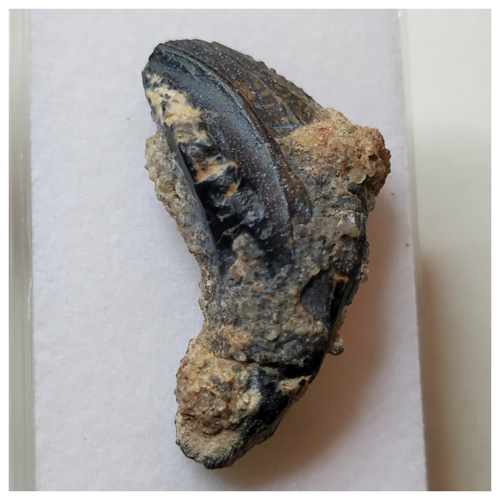 S34 - Ouranosaurus nigeriensis Basal Hadrosaur Dinosaur Rooted Tooth Cretaceous Elrhaz Fm