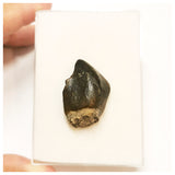 JS41 - Top Rare Jobaria tiguidensis Sauropod Dinosaur Tooth Jurassic Tiouraren Fm