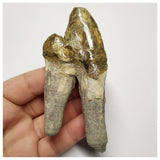 T141 - Rare Huge 3.93 Inch Basilosaurus (Whale Ancestor) Molar Rooted Tooth