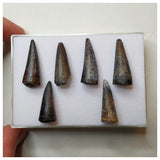 S48 - Lot of 6 Sharp Stolokrosuchus Crocodile Teeth - Lower Cretaceous Elrhaz Fm - Niger