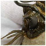 11021 - Museum Grade Trident 2.04'' Walliserops trifurcatus Devonian Trilobite